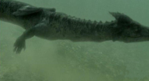 中國黃龍洞發現真龍